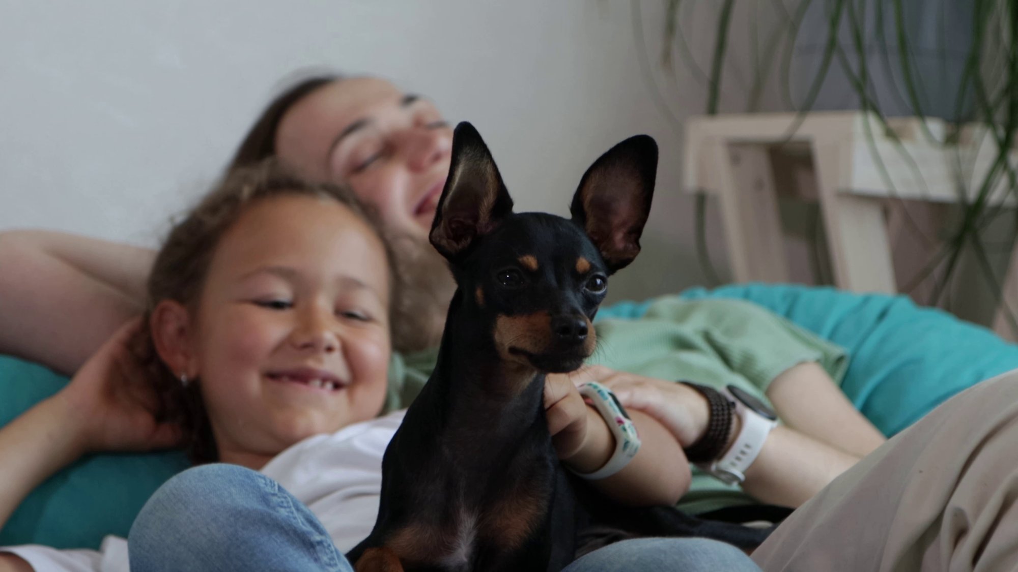 happy at home pet friendly happy at home pet friendly